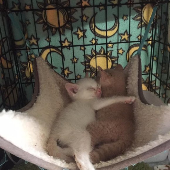 Meet your Posher, Lara - Picture 2 of 15